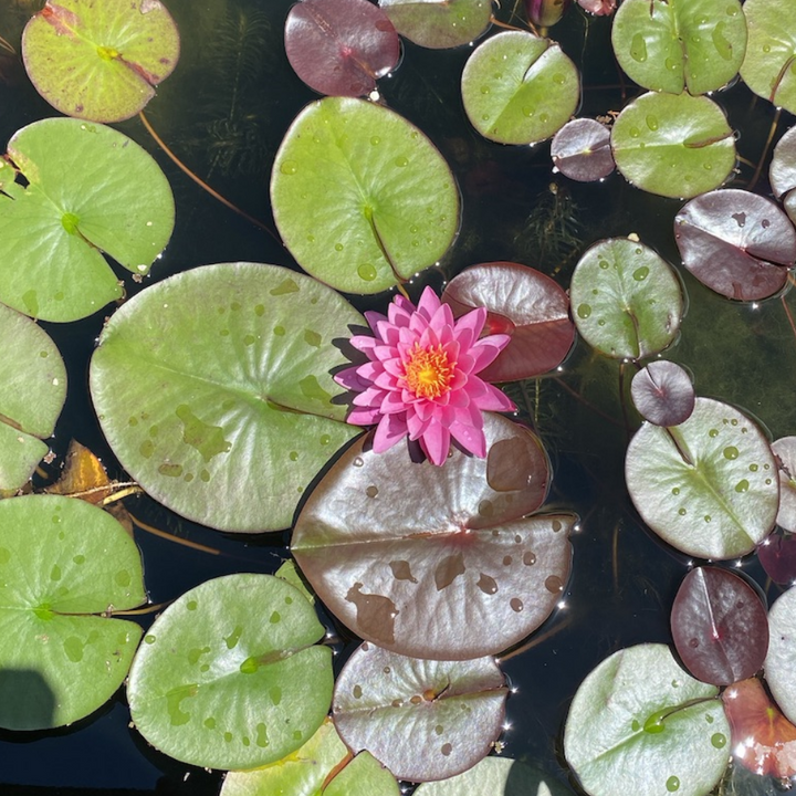 Maintenance and Planting Instructions For Aquatic Plants