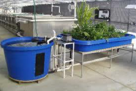 Creating An Aquaponic System