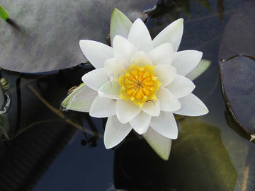 Water Lily - LAYDEKERI ALBA