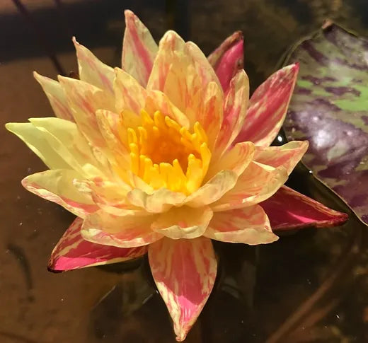 lily pad flower for sale Waterlily PARANEE (Hardyx trop)