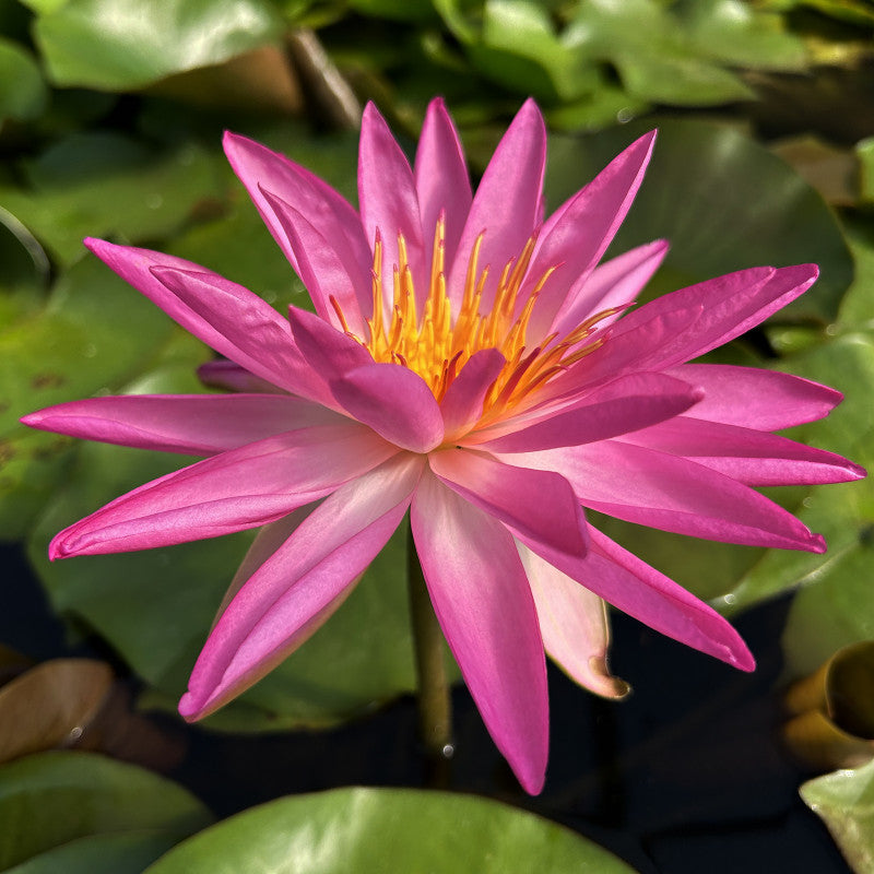 Water Lily - TROPIC STAR (PINK)