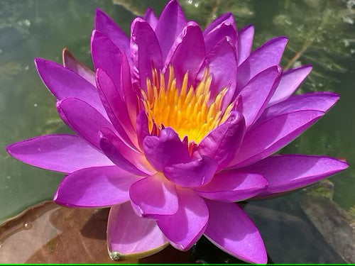 purple lily flower Water Lily (HRDYxTROP)