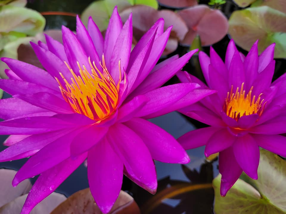 Water Lily VIOLICIOUS Grassland Aquatics