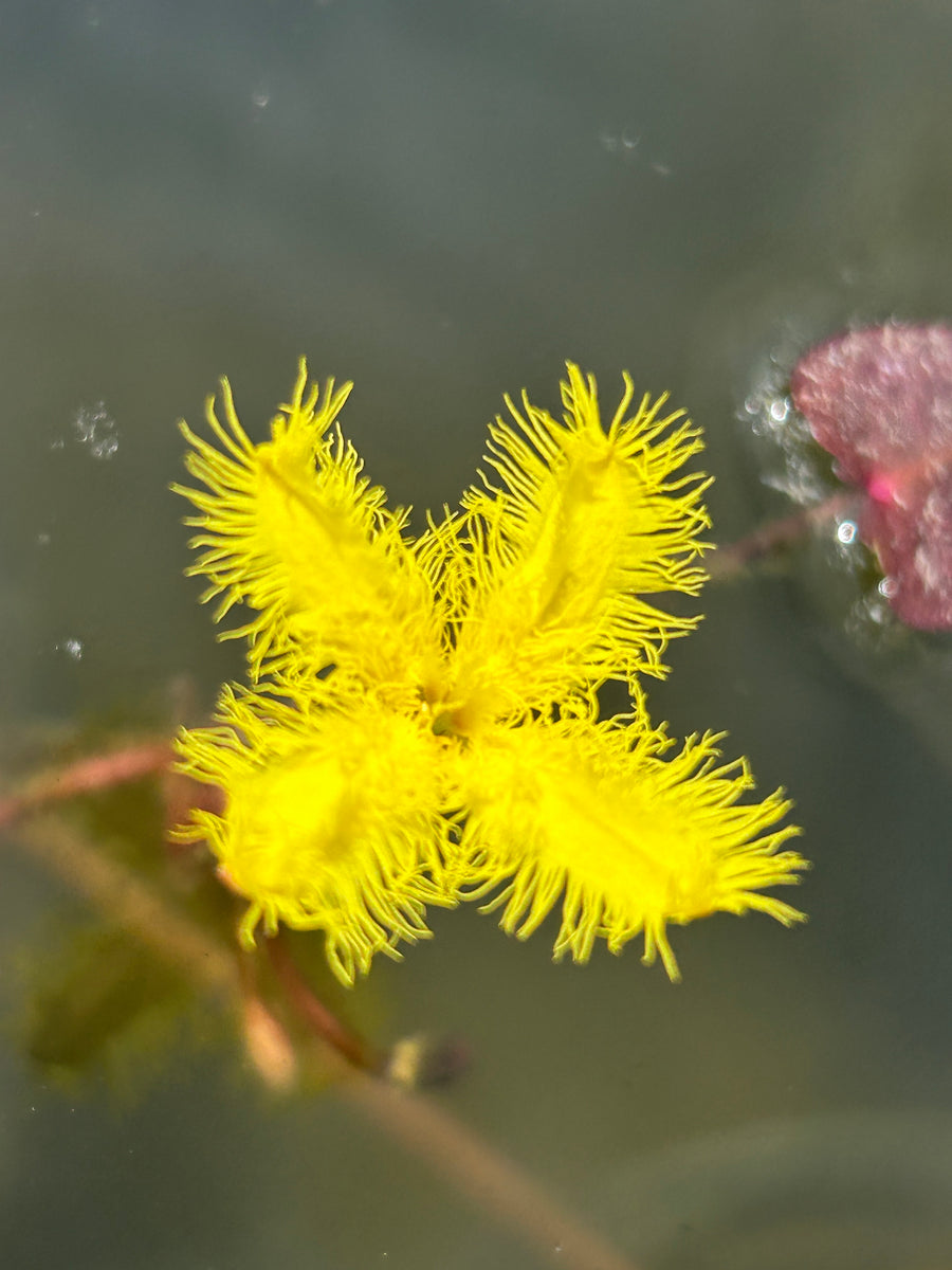 Aquatic Plant Yellow Snowflake