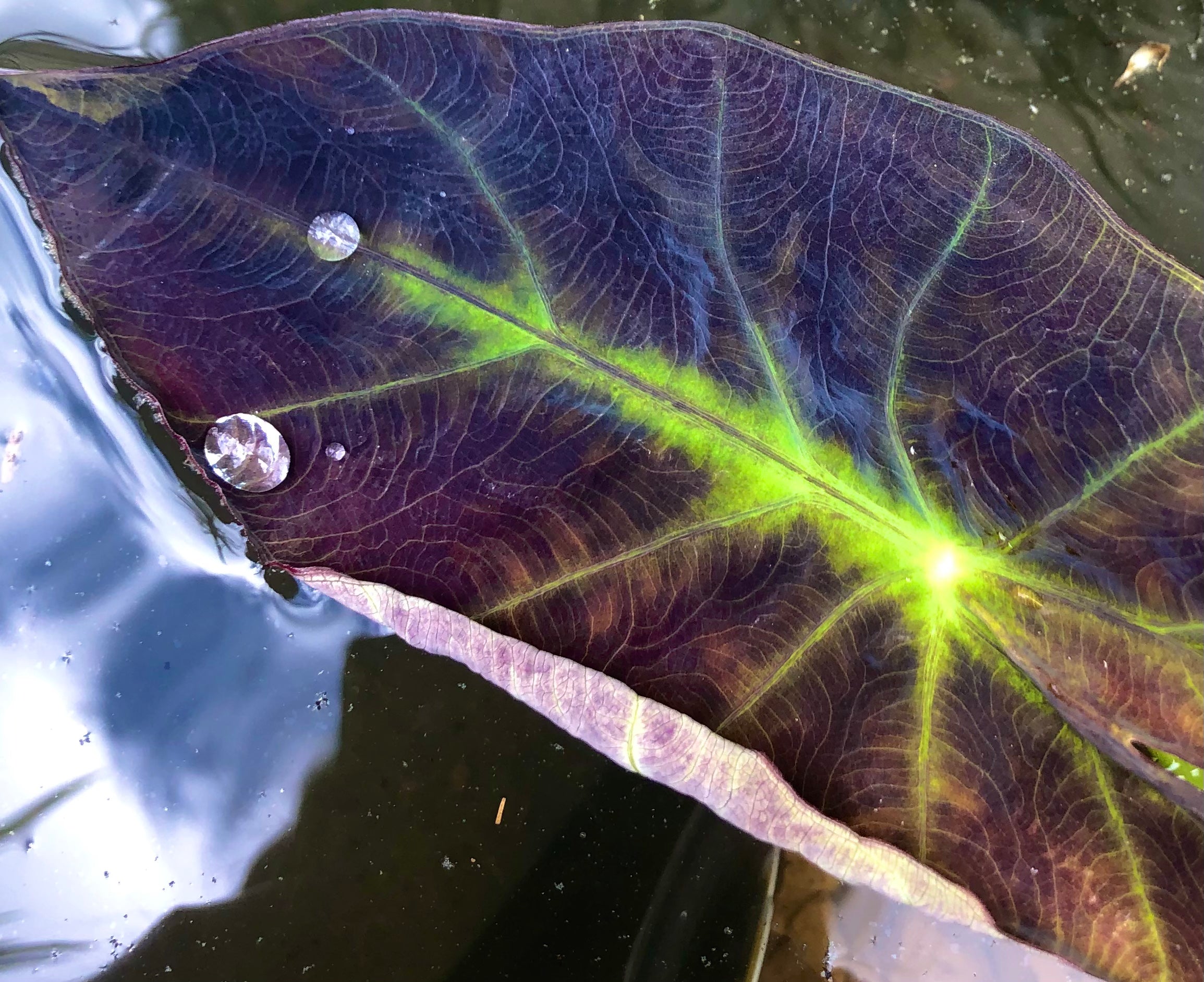 aquatic elephant ear plant Aquatic Plant Imperial Taro – Grassland Aquatics