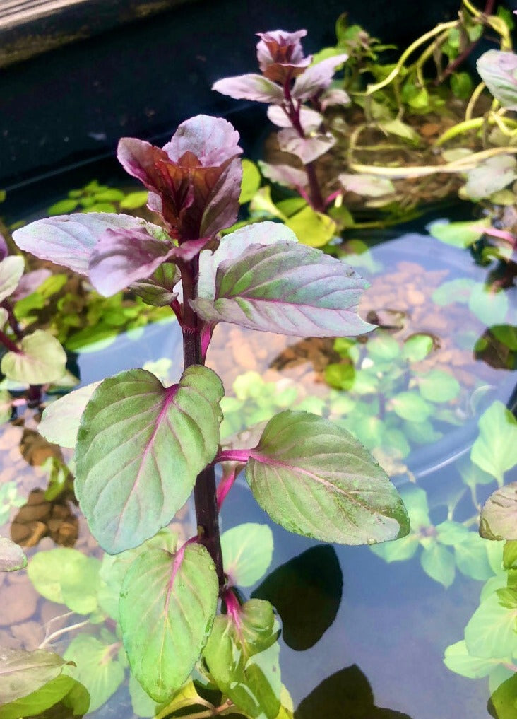 Aquatic Plant