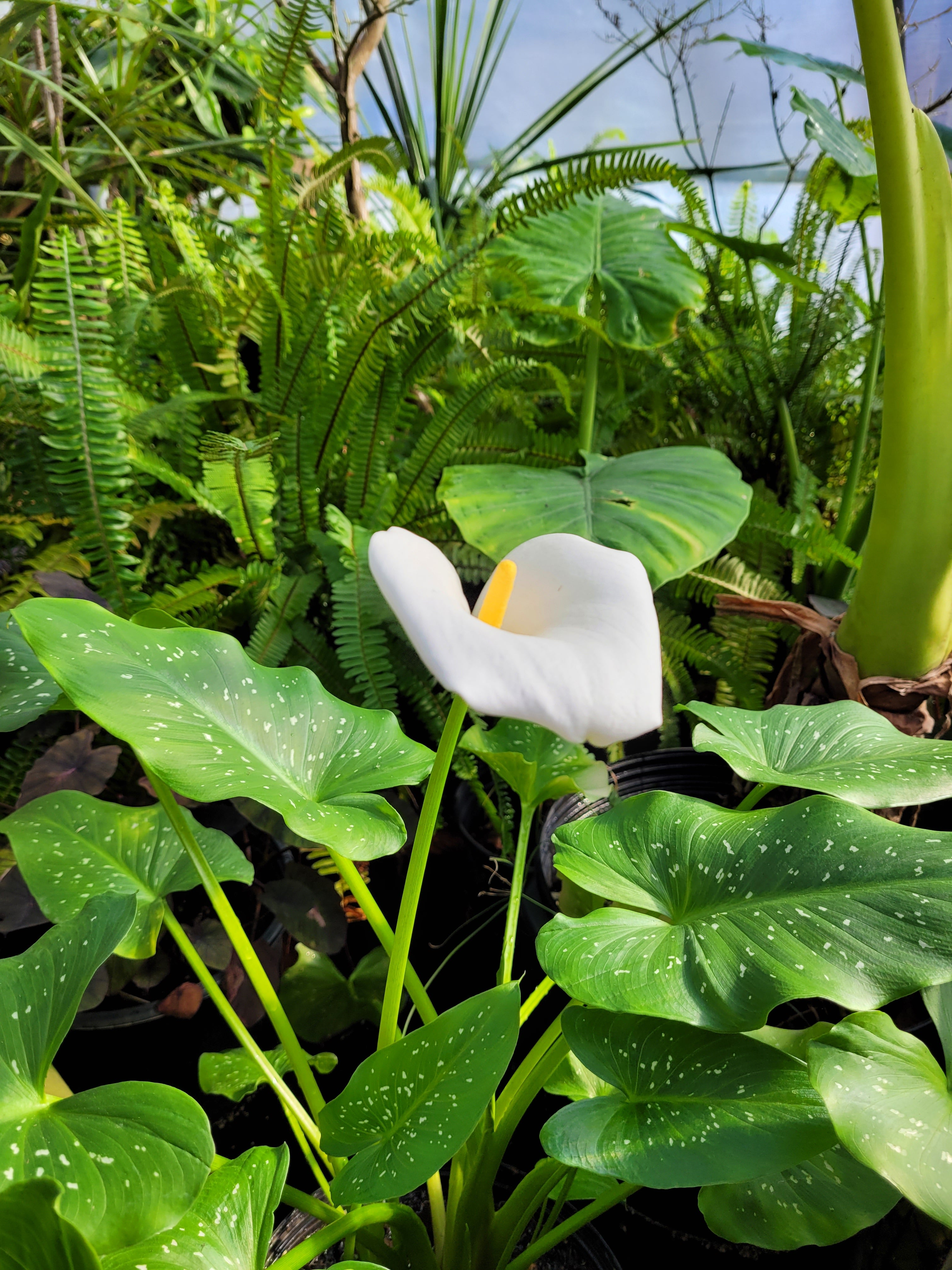 spring calla lily plant Calla Lily