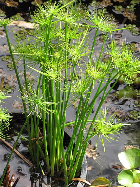 papyrus plant in pot Aquatic Plant Dwarf Papyrus
