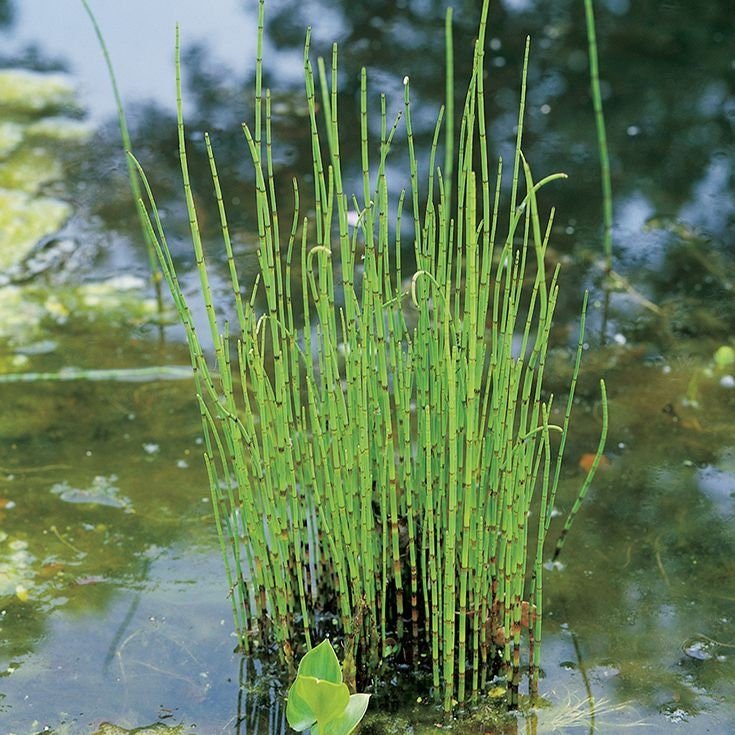 horsetail plant pot Aquatic Plant