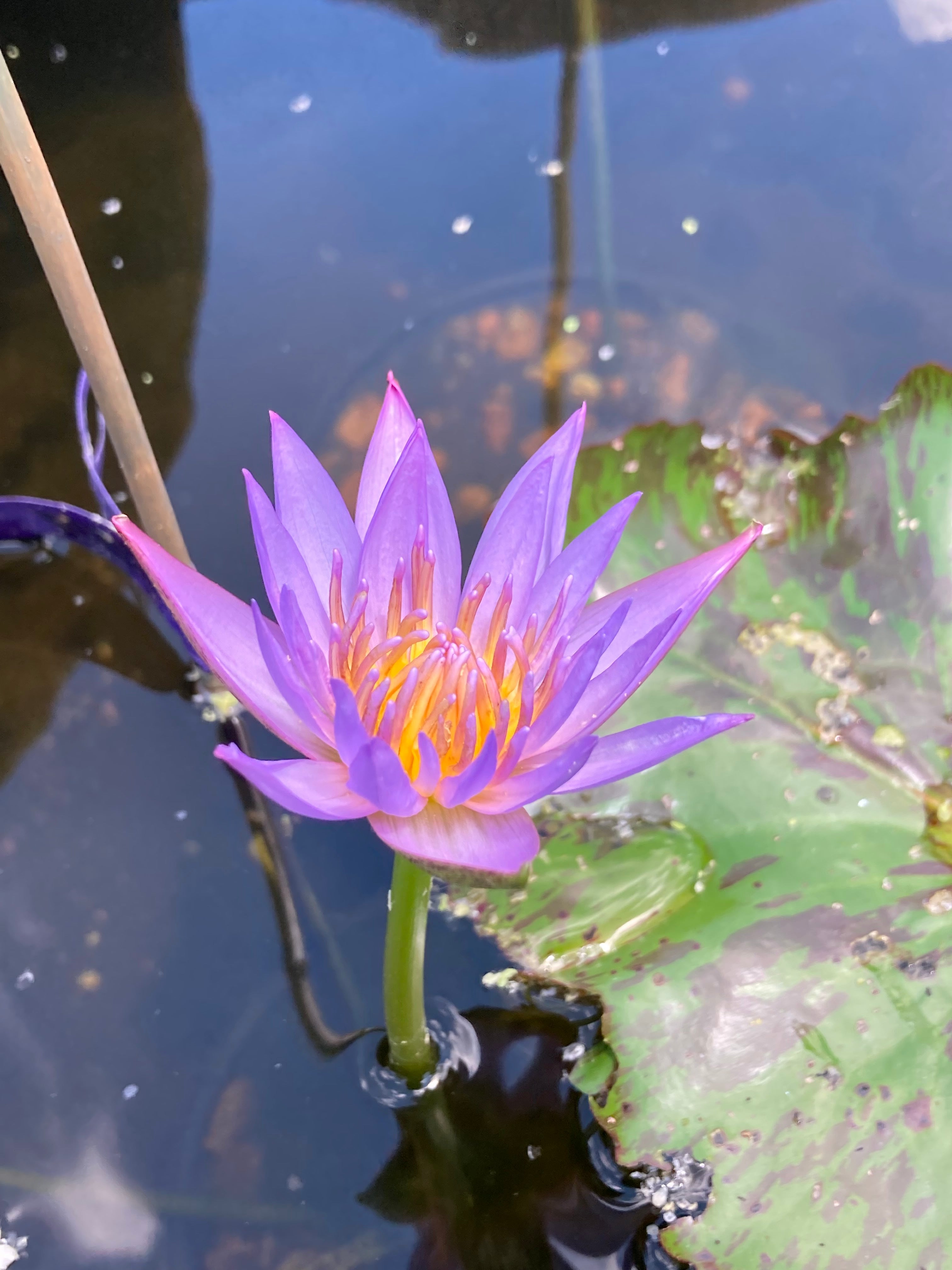 Pond Maintenance: Addressing Unusual Bubbles - hsoklp4