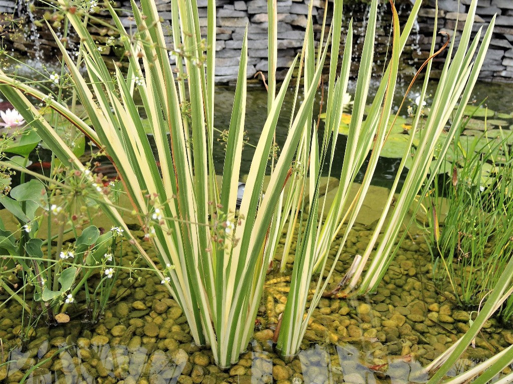 Aquatic Plant Variegated Sweet Flag Grassland Aquatics