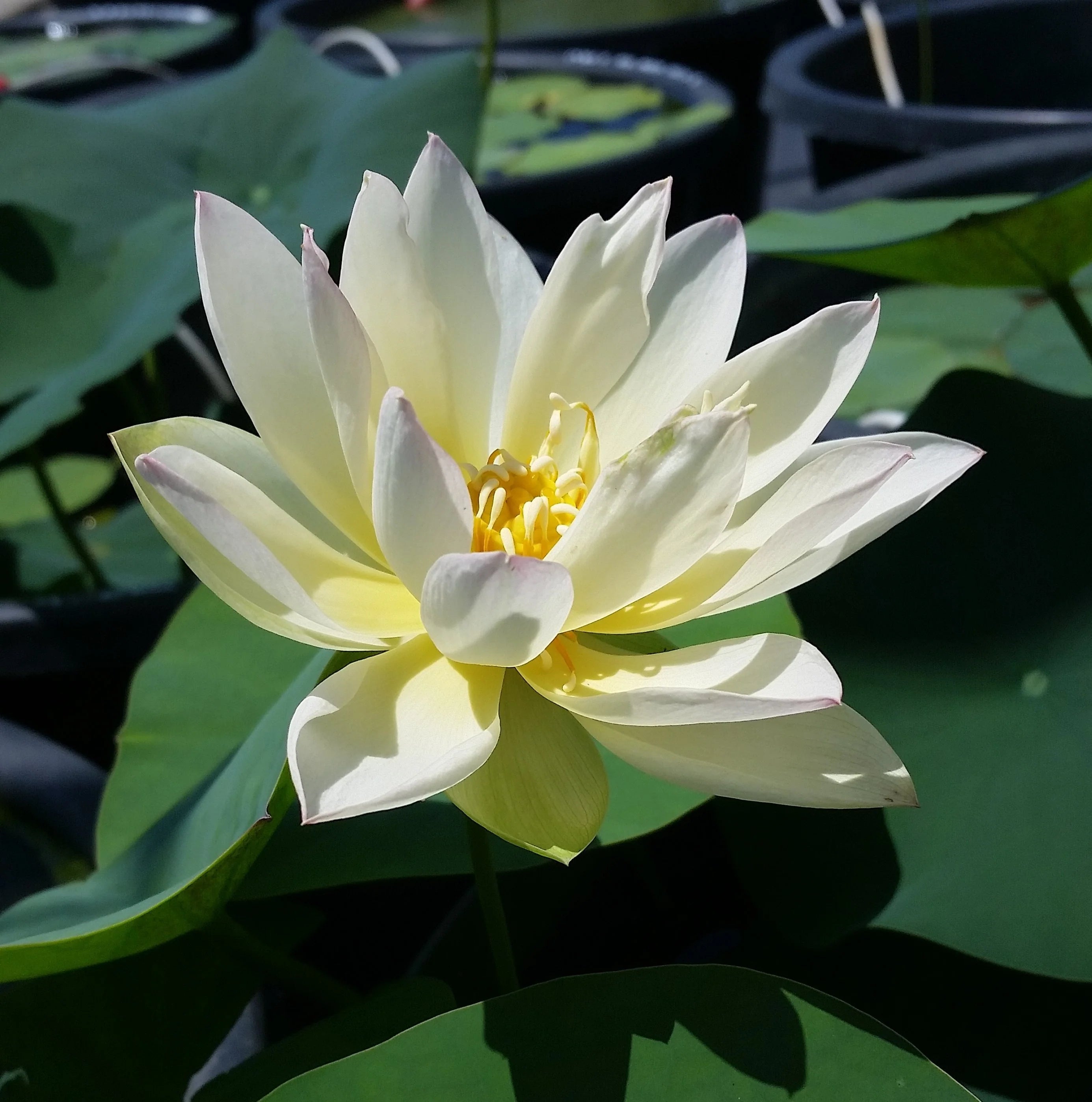 Lotus LITTLE ORIOLE Grassland Aquatics