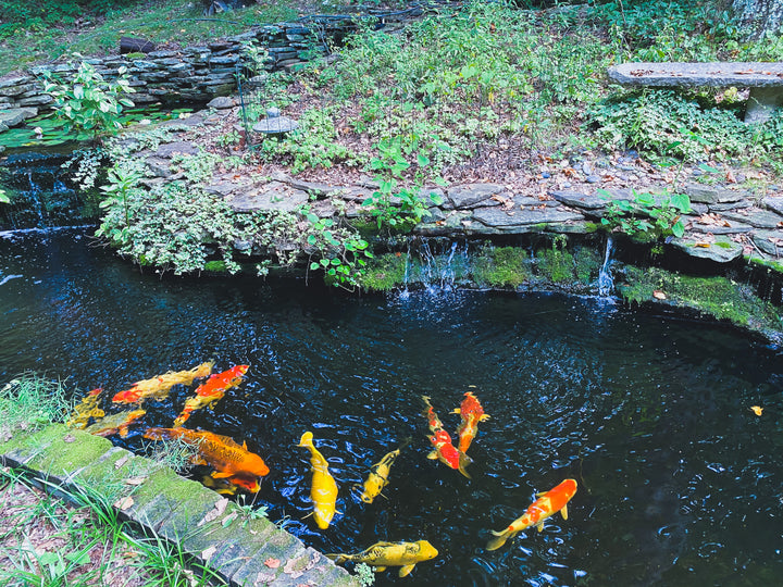 Water Treatments for Your Water Garden and Fish Pond