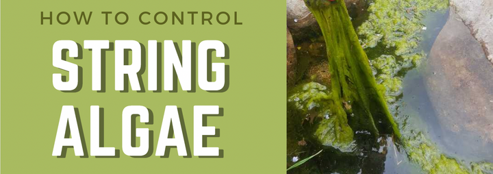 How to Control String Algae