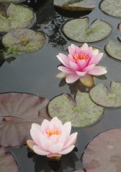 Pointers for Choosing the Right Water  Plants and Fish for Your Pond
