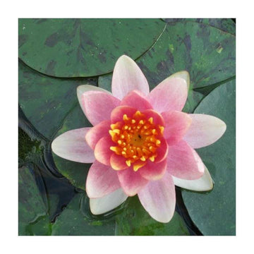 AURORA - Hardy Water Lily