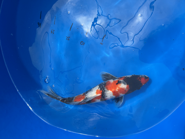 Import Koi Showa 14in -16 IN