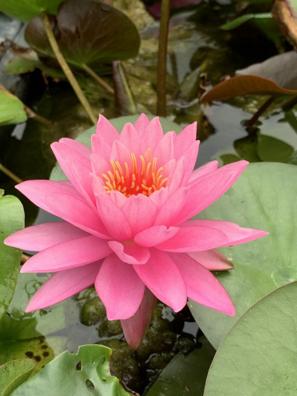 Water Lily - Bua Rapee