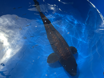 IMPORT KOI 14