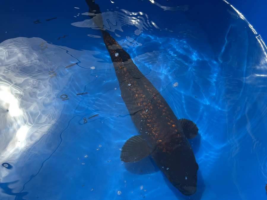 IMPORT KOI 14
