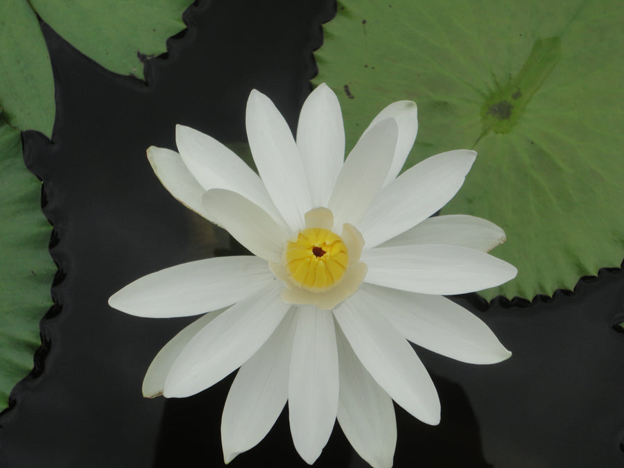 Water Lily TRUDY SLOCUM
