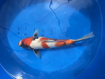 Import Koi Showa 14in -16 IN