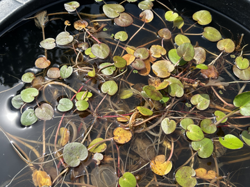 Floating Frogbit