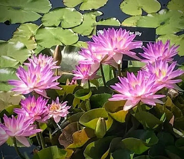 WATERLILY (HARDY X TROPICAL) FAY MACDONALD