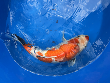 Import Koi GIN RIN Showa 14in -16 IN