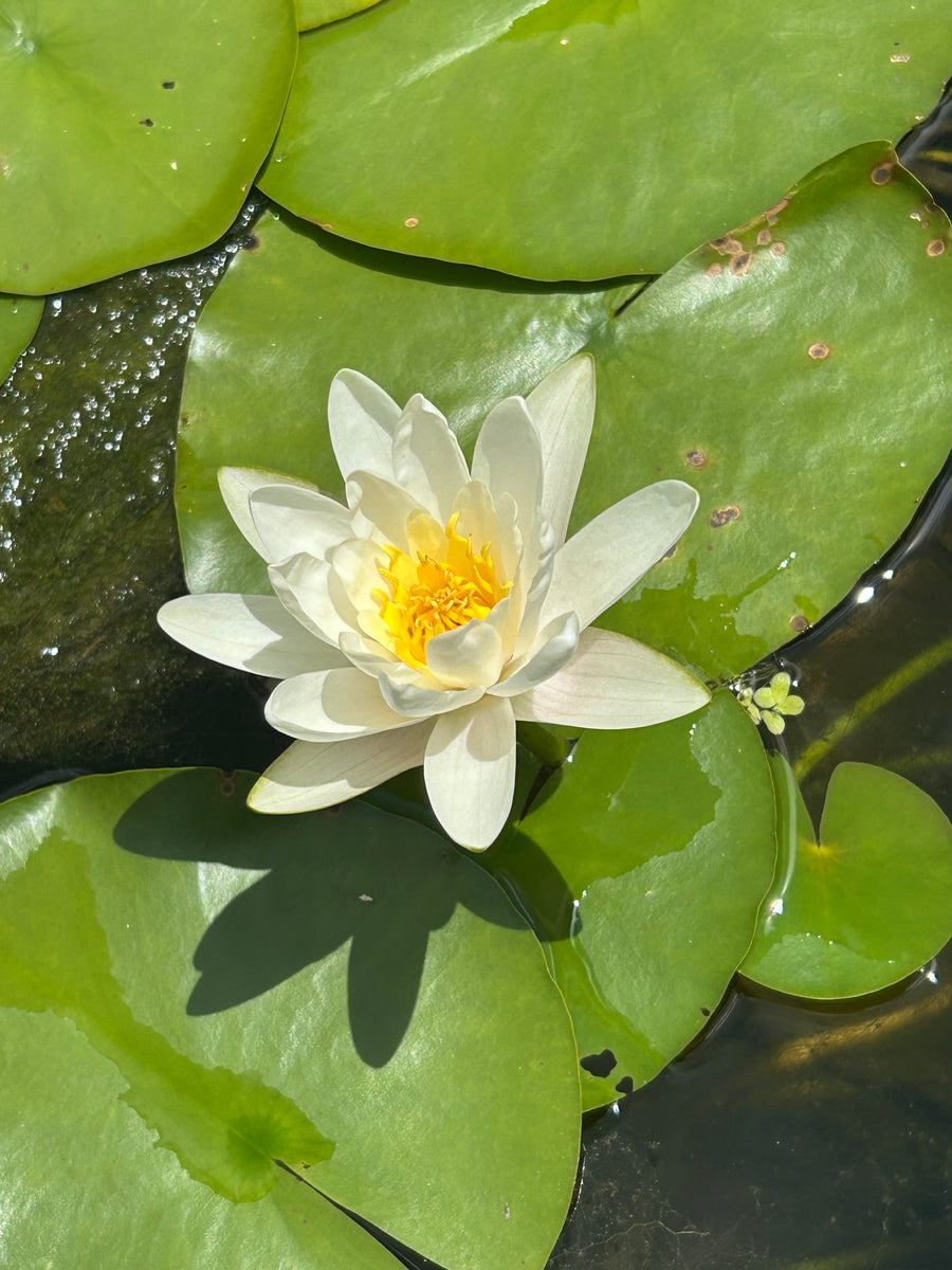 Waterlily -HERMINE (WHITE)