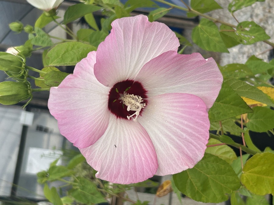 Aquatic Plants - Hibiscus - Crimsoneyed Rosemallow