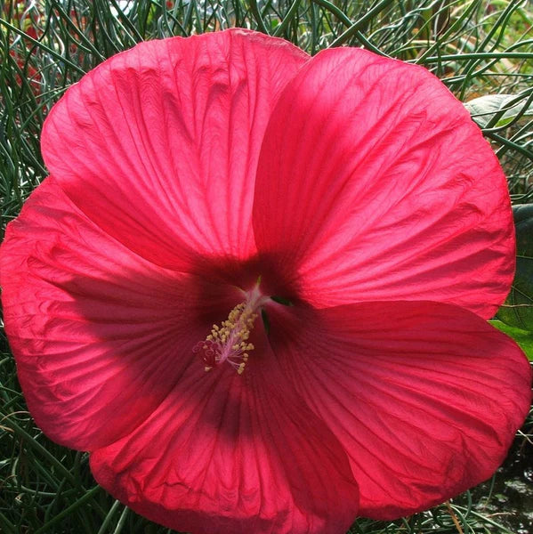 Aquatic Plant - (DWF) HIBISCUS MOSCHETUOS