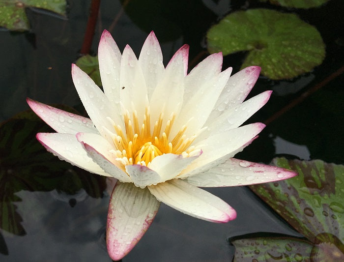 Water Lily  INNOCENCE