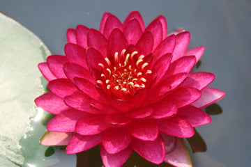 Water Lily - Manee Red