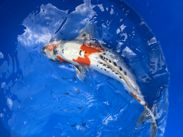 Import Koi Showa 14in -16 IN