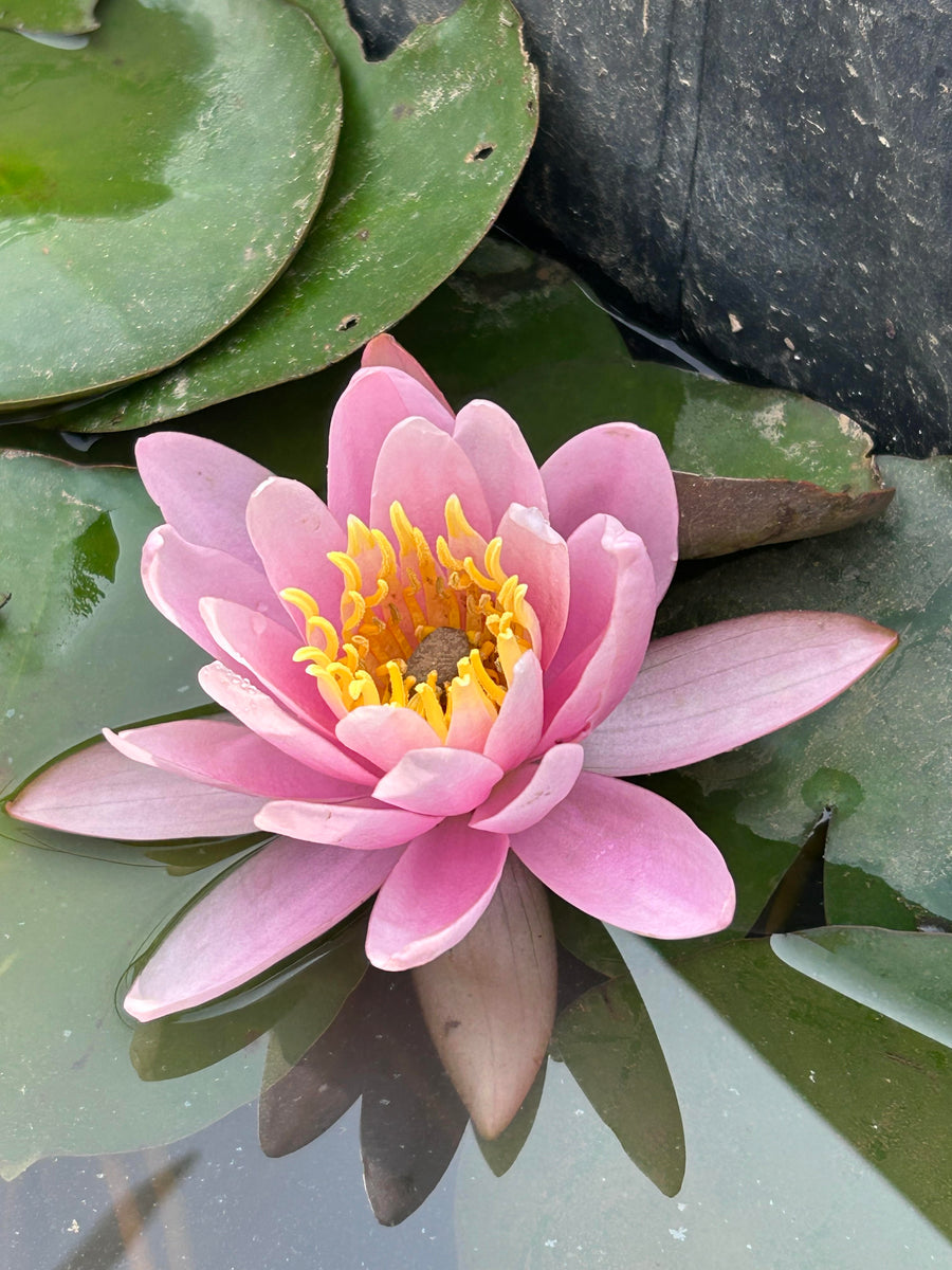 Water Lily - PINK BEAUTY/ FABIOLA