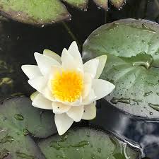 Waterlily - PYGMAEA ALBA (WHITE)