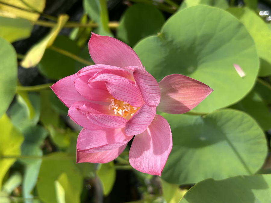 LOTUS - RED DOLL