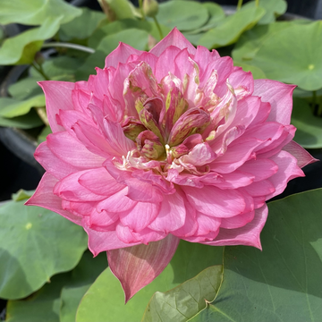 LOTUS - PINK SHAOSHAN (BR)