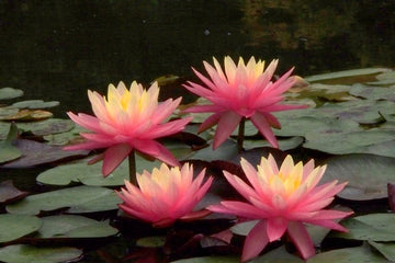 Waterlily- SUNFIRE (HARDY)