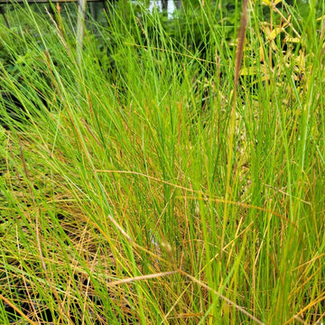 SALT MEADOW CORDGRASS