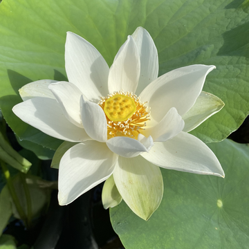 LOTUS - SNOW BEAUTY (BR)