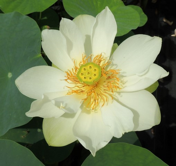 LOTUS - STAR OF GREEN (BR)