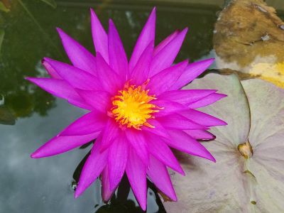 Water Lily - Tropic Star