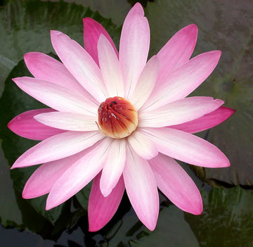 Water Lily -TEXAS SHELL PINK