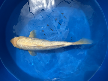 IMPORT KOI 16