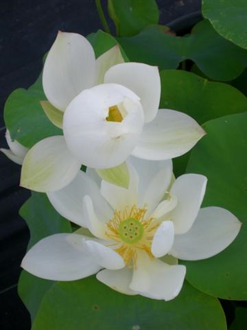 LOTUS - WHITE CRANE (BR)