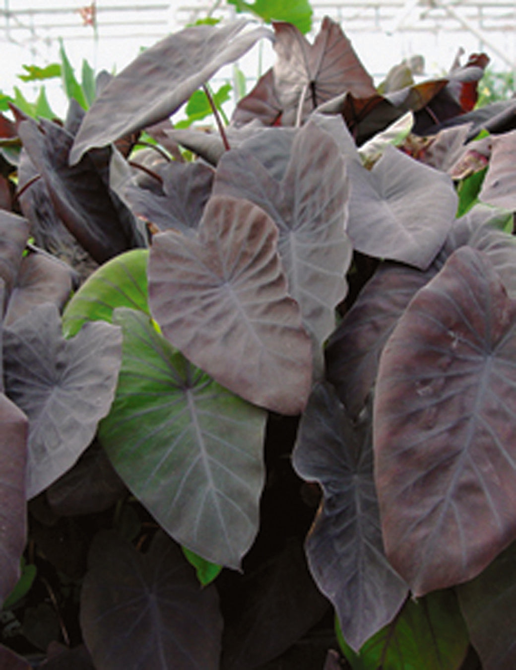 black magic elephant ear plant BLACK MAGIC TARO