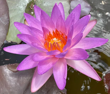 Waterlily FAYE MCDONALD -(hardyx trop.) Purple