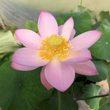 Lotus- PINK PARFAIT